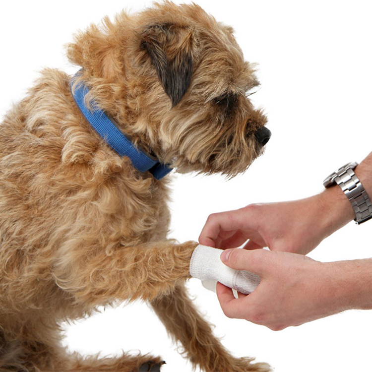 Kit de primeros auxilios para perros y gatos para automóvil - Kit de emergencia para mascotas para viajes en casa o oficina - Elementos esenciales para acampar para perros con termómetro digital, bozal y mini bolsa de primeros auxilios